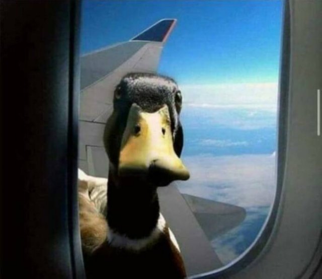 Funny Birds (24 pics)