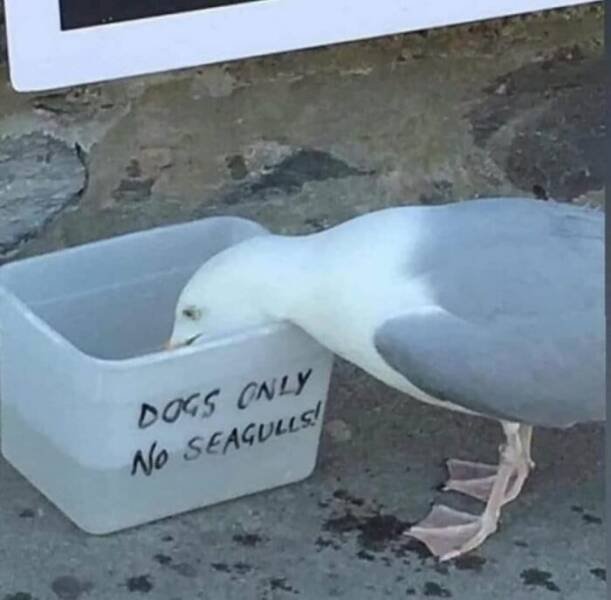Funny Birds (24 pics)