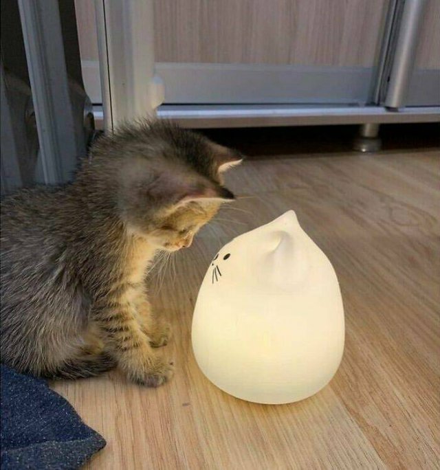 Cute Cats (25 pics)