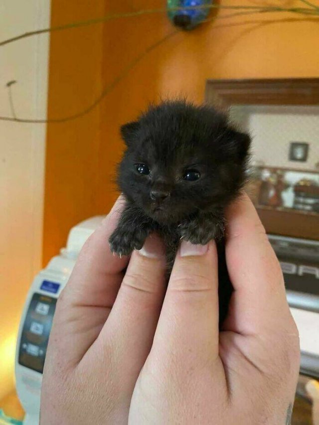 Cute Cats (25 pics)