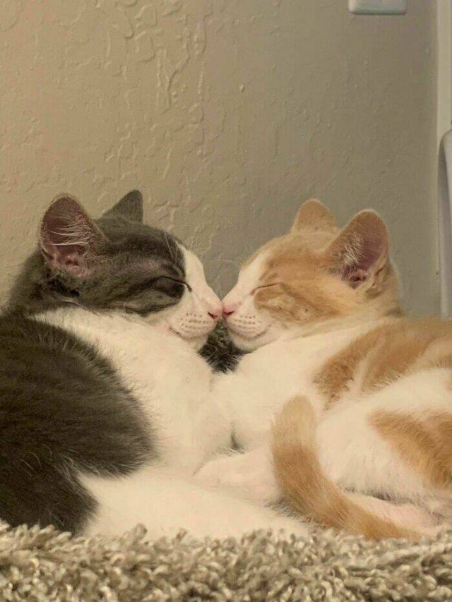 Cute Cats (25 pics)