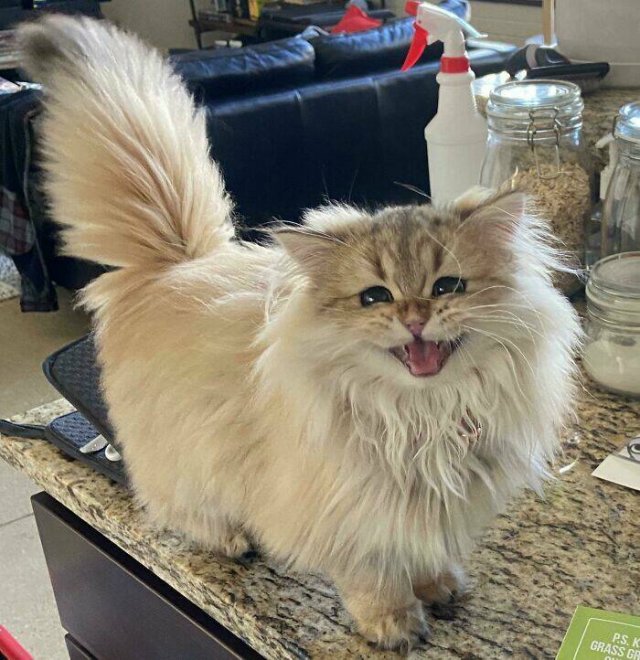 Cute Cats (25 pics)