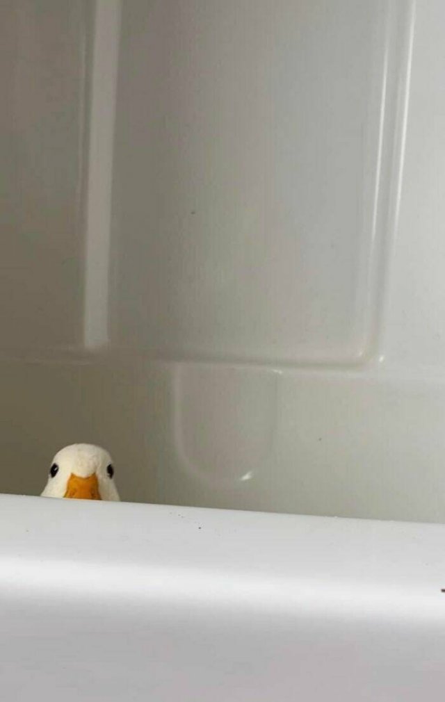 Funny Birds (24 pics)