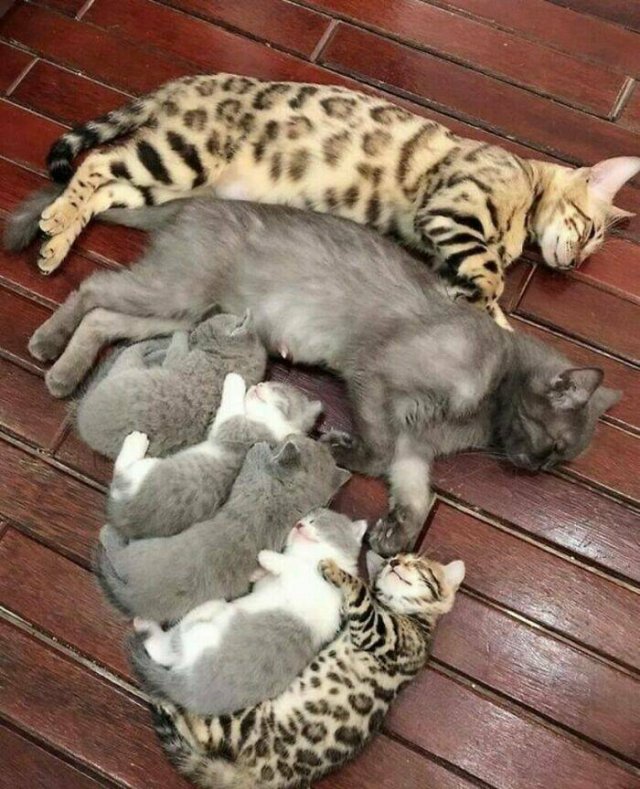 Cute Cats (25 pics)