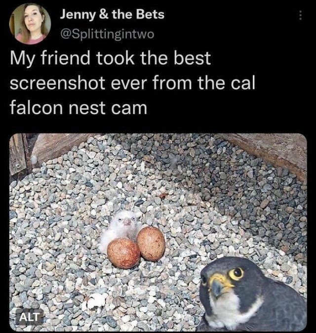 Funny Birds (24 pics)