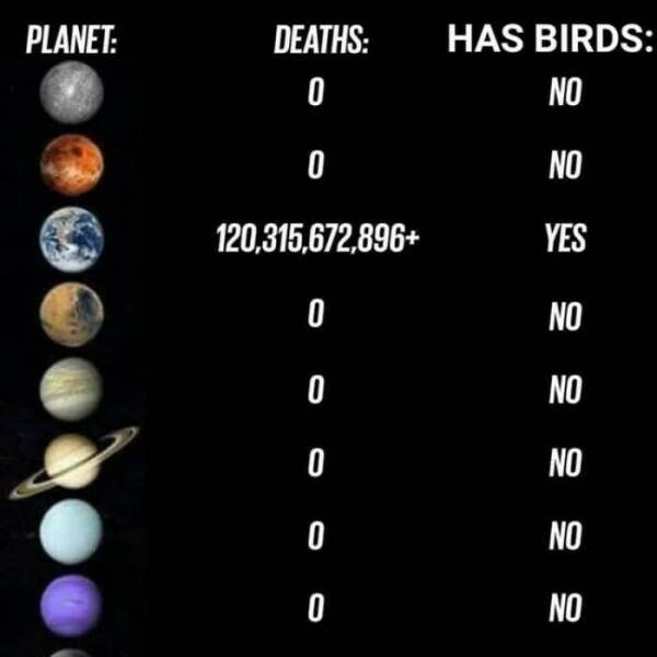 Funny Birds (24 pics)