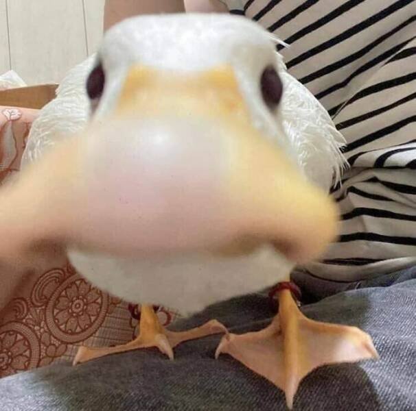 Funny Birds (24 pics)