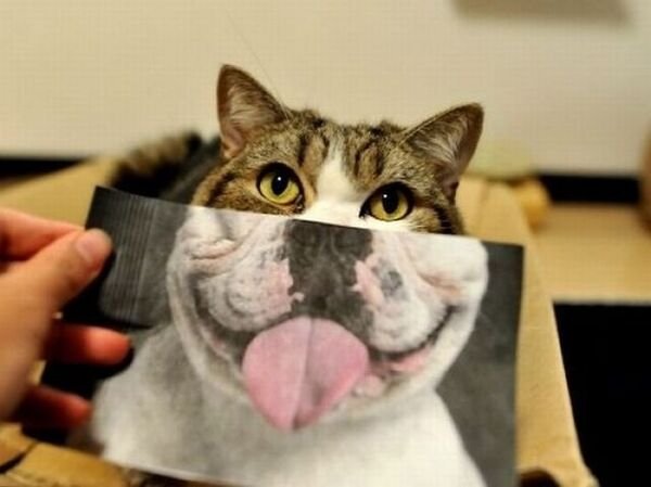Cute Cats (25 pics)