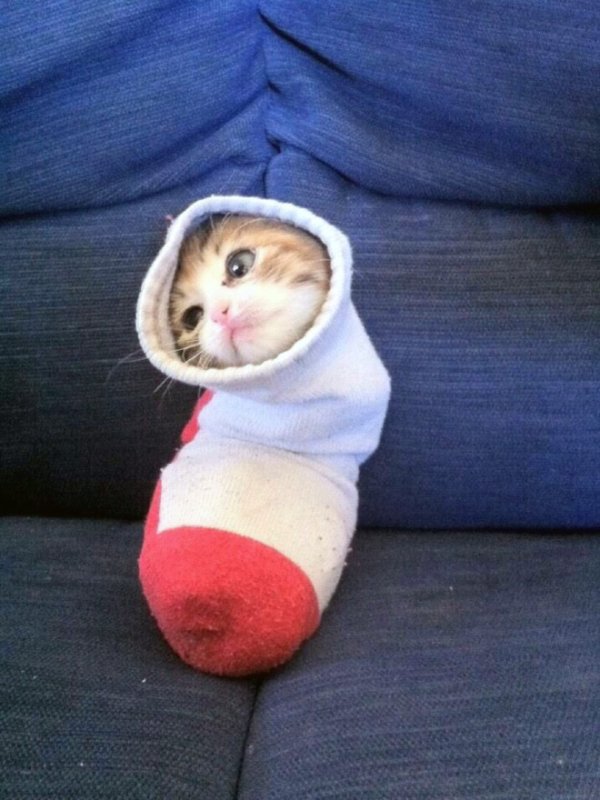 Cute Cats (25 pics)