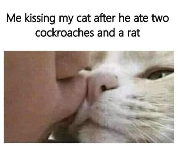 Cute Cats (25 pics)
