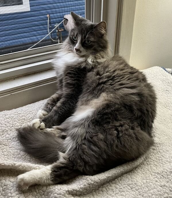 Cute Cats (25 pics)