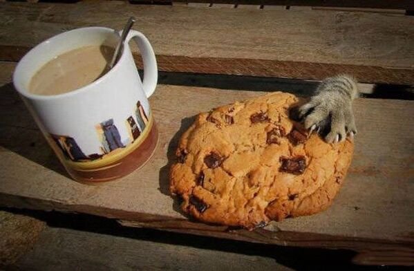 Cute Cats (25 pics)