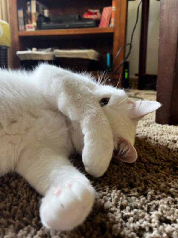 Cute Cats (25 pics)
