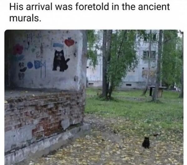 Cute Cats (25 pics)