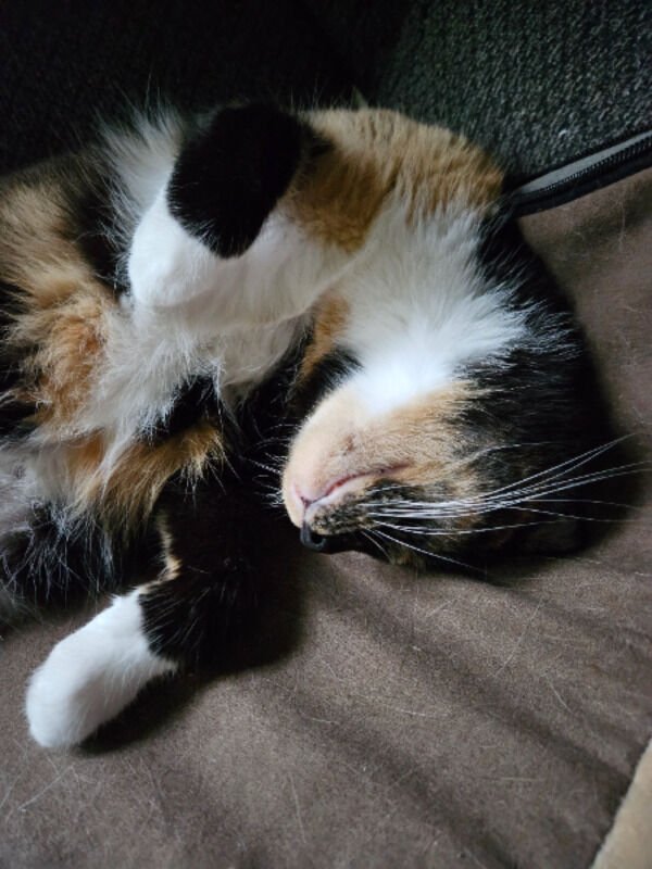 Cute Cats (25 pics)