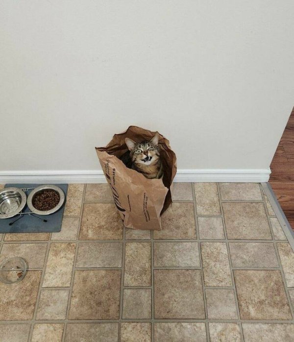 Cute Cats (25 pics)