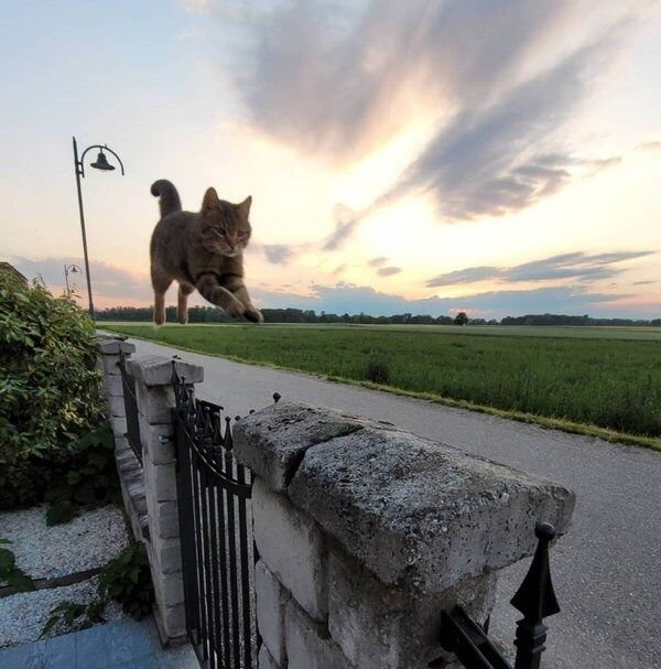Cute Cats (25 pics)