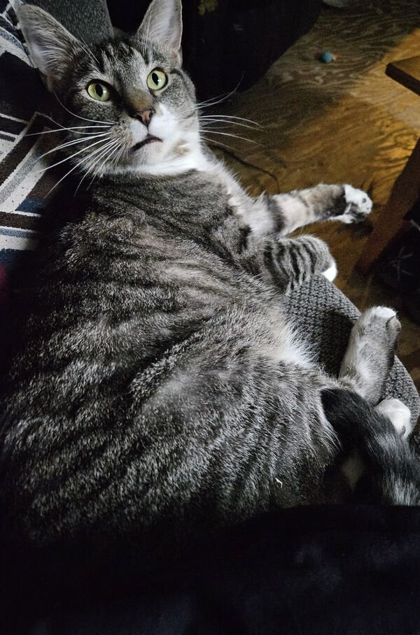 Cute Cats (25 pics)