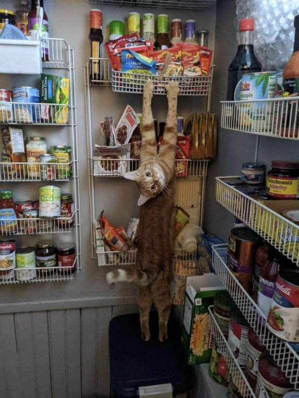 Cute Cats (25 pics)