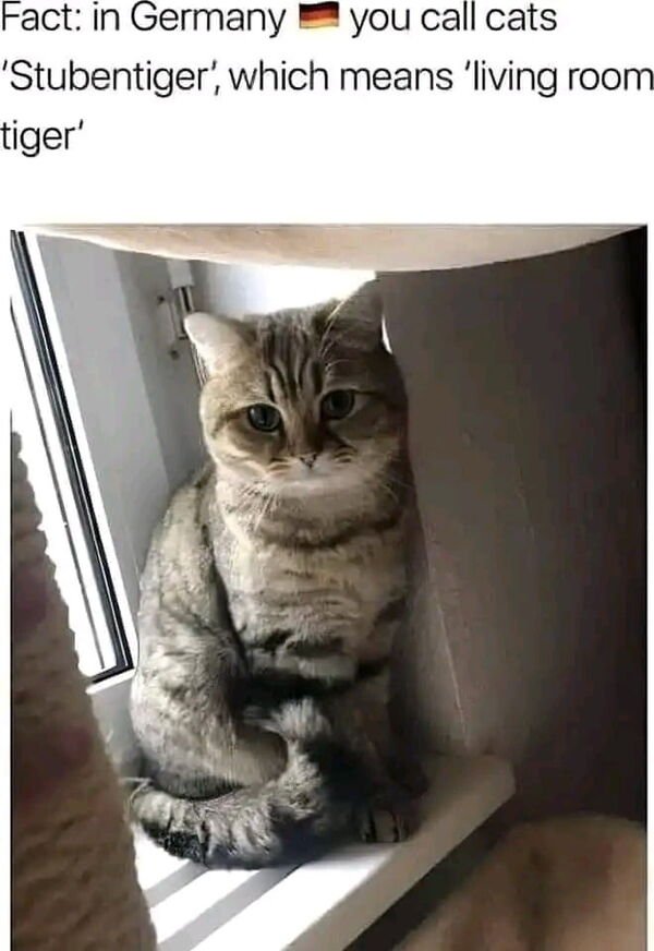 Cute Cats (25 pics)