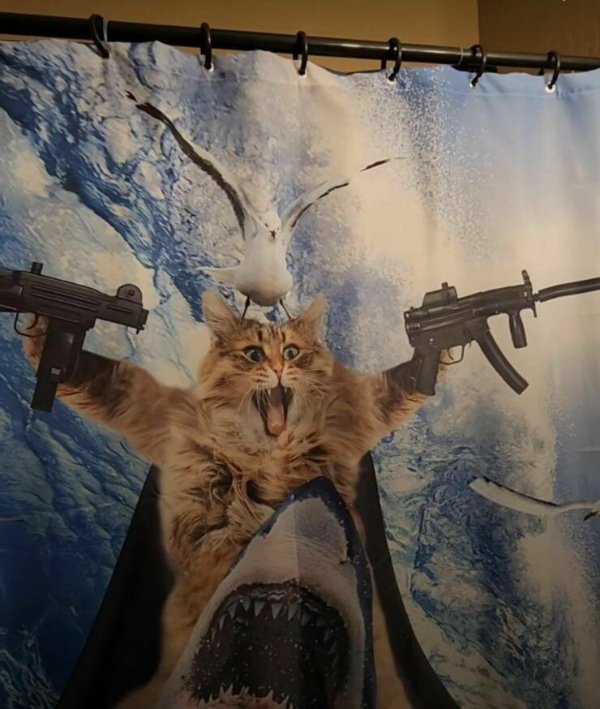 Cute Cats (25 pics)