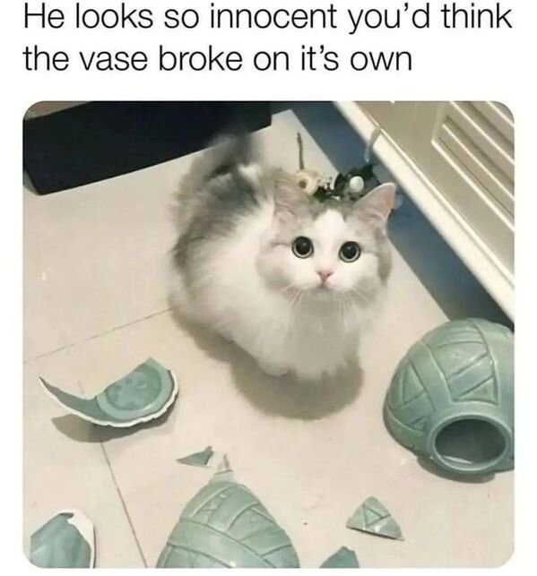 Cute Cats (25 pics)