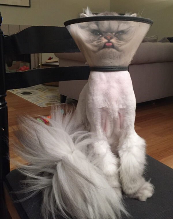 Cute Cats (25 pics)