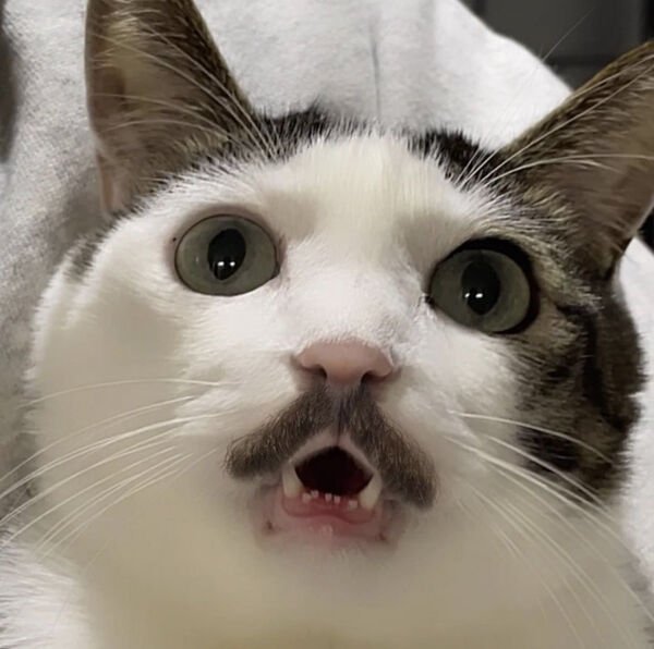 Cute Cats (25 pics)