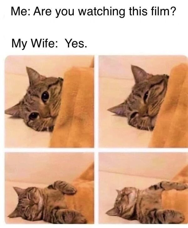 Cute Cats (25 pics)