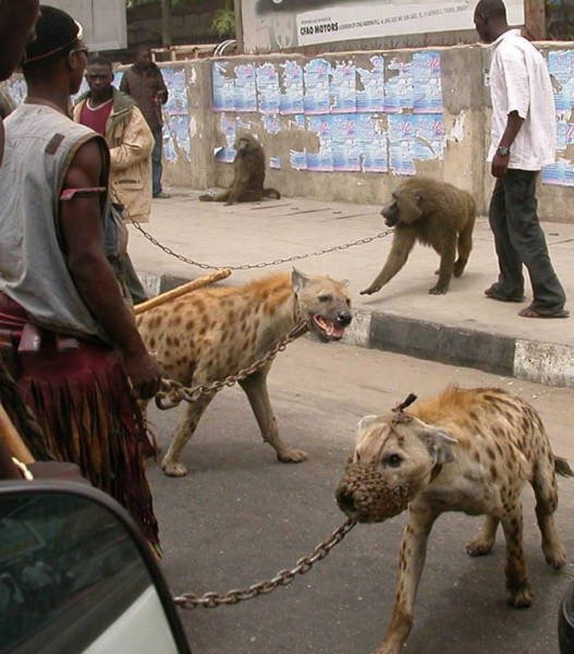 Odd Africans (39 pics)