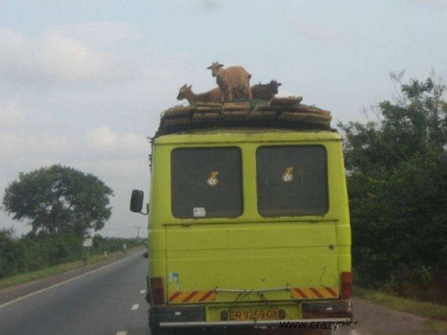 Odd Africans (39 pics)