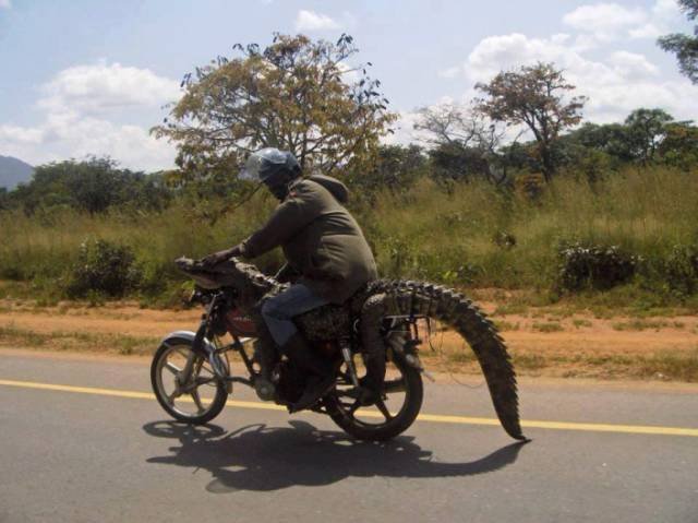Odd Africans (39 pics)