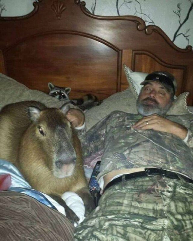 Animal Memes (25 pics)