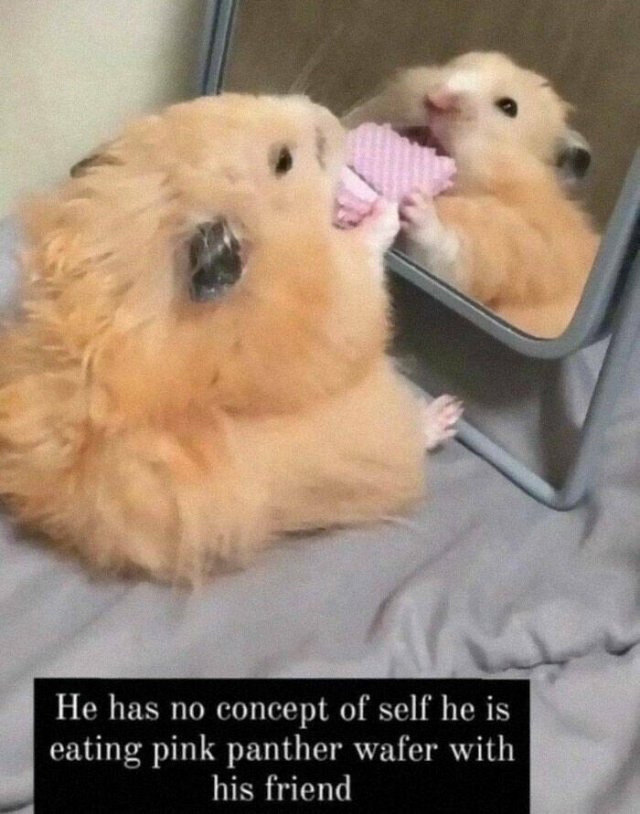 Animal Memes (25 pics)