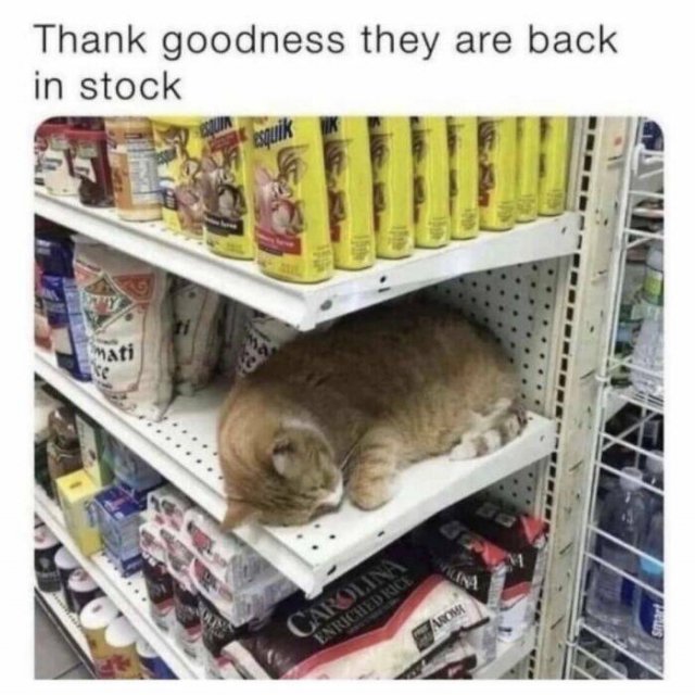 Animal Memes (25 pics)