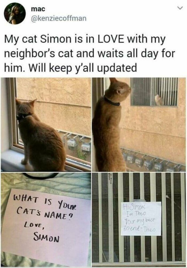 Animal Memes (25 pics)