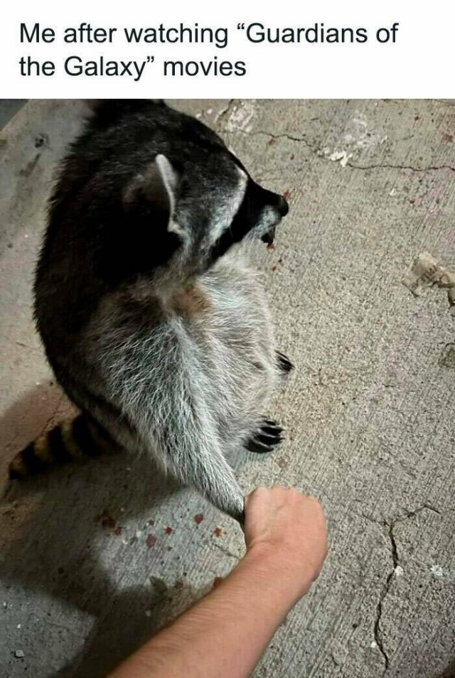 Animal Memes (25 pics)