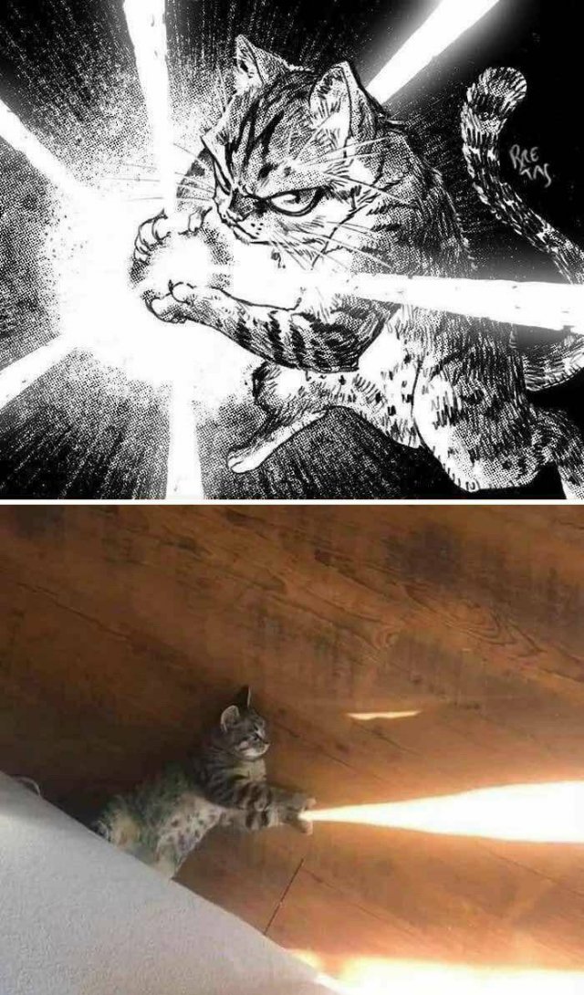 Animal Memes (25 pics)