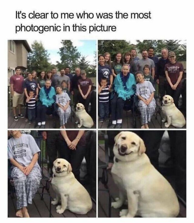 Animal Memes (25 pics)