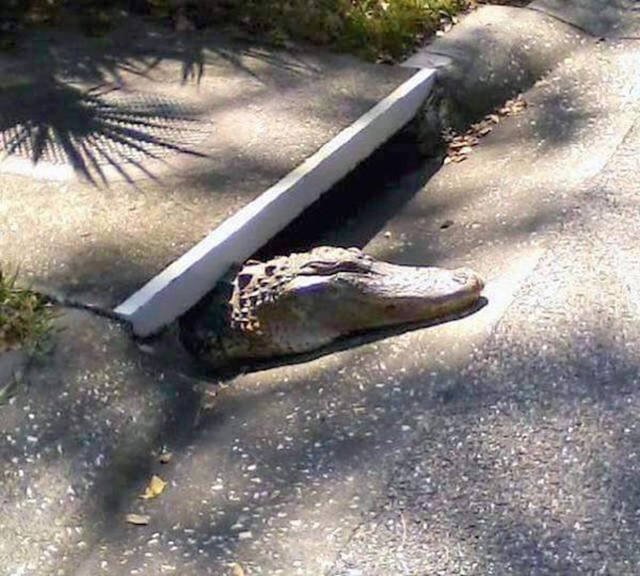 Strange Finds And Situations (49 pics)