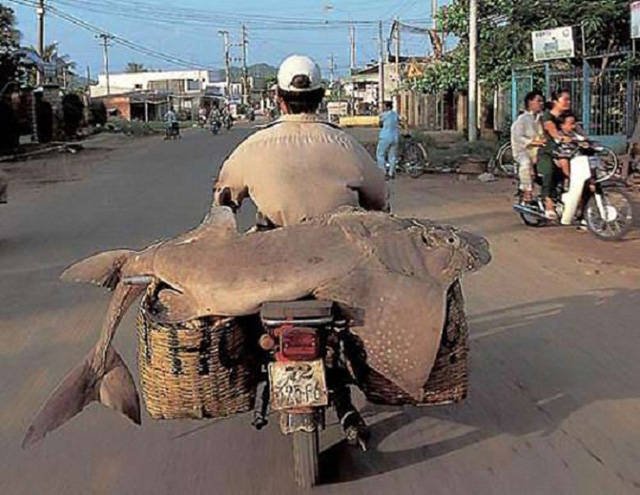They Save On Shipping (58 pics)
