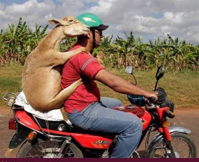 They Save On Shipping (58 pics)