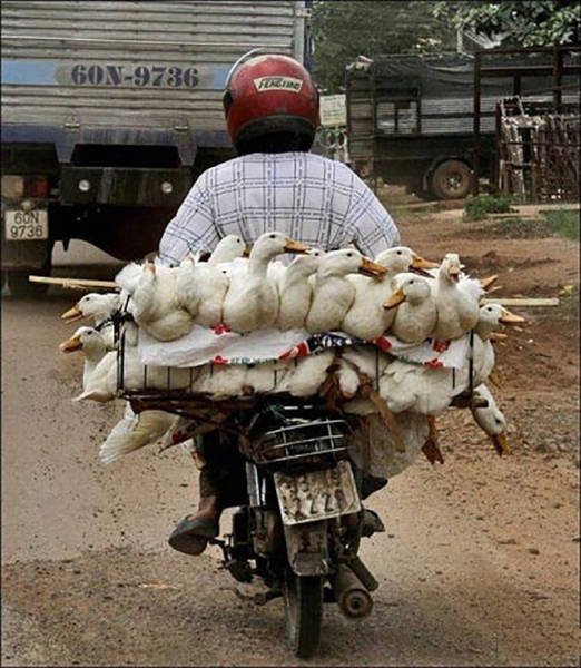 They Save On Shipping (58 pics)
