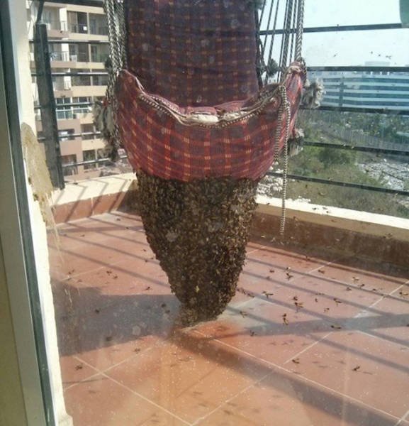 Strange Finds And Situations (49 pics)
