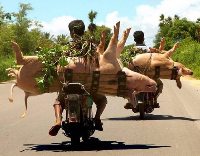 They Save On Shipping (58 pics)