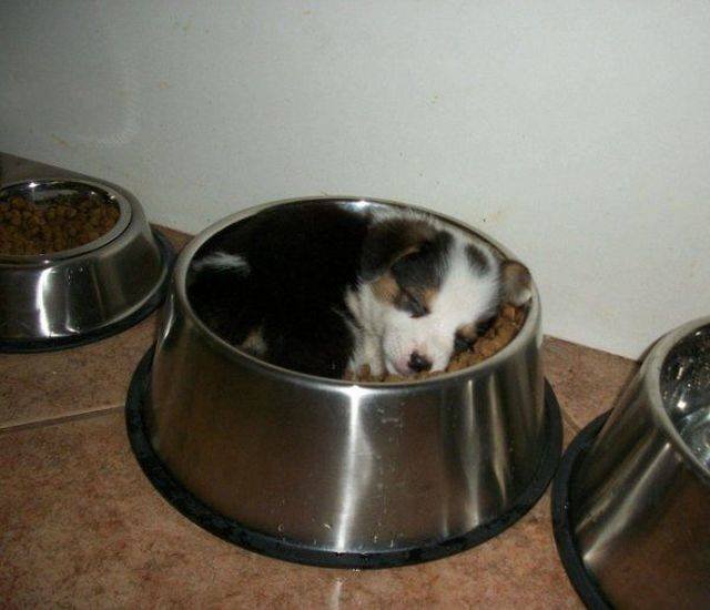 Funny Animals (55 pics)