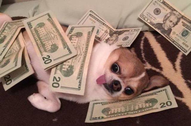 Funny Animals (55 pics)