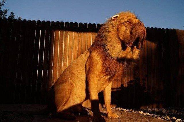 Funny Animals (55 pics)