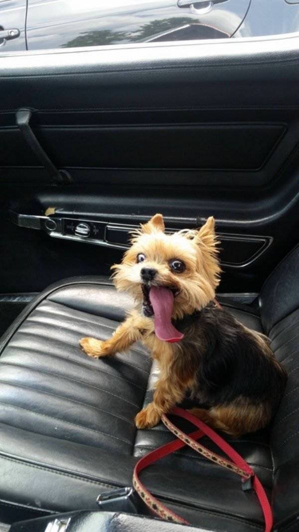 Cute And Funny Pets (62 pics)