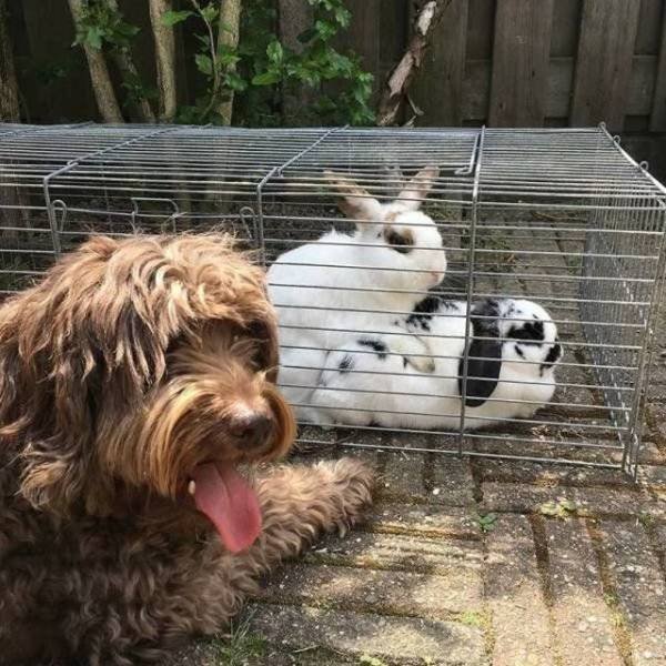 Funny Animals (55 pics)